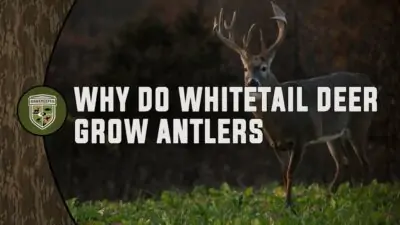 Why Do Whitetail Deer Grow Antlers