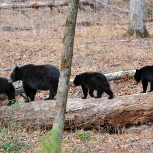 Species Profile: Black Bear