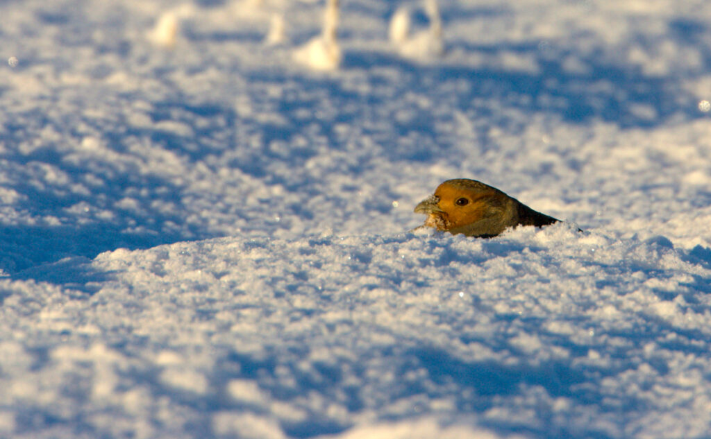 bird-in-snow