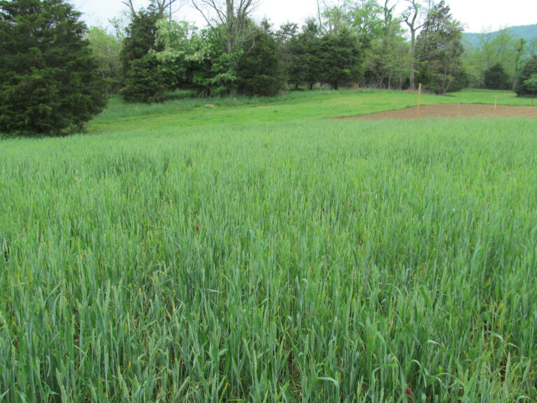 Fall Food Plot Options Mossy Oak Gamekeeper