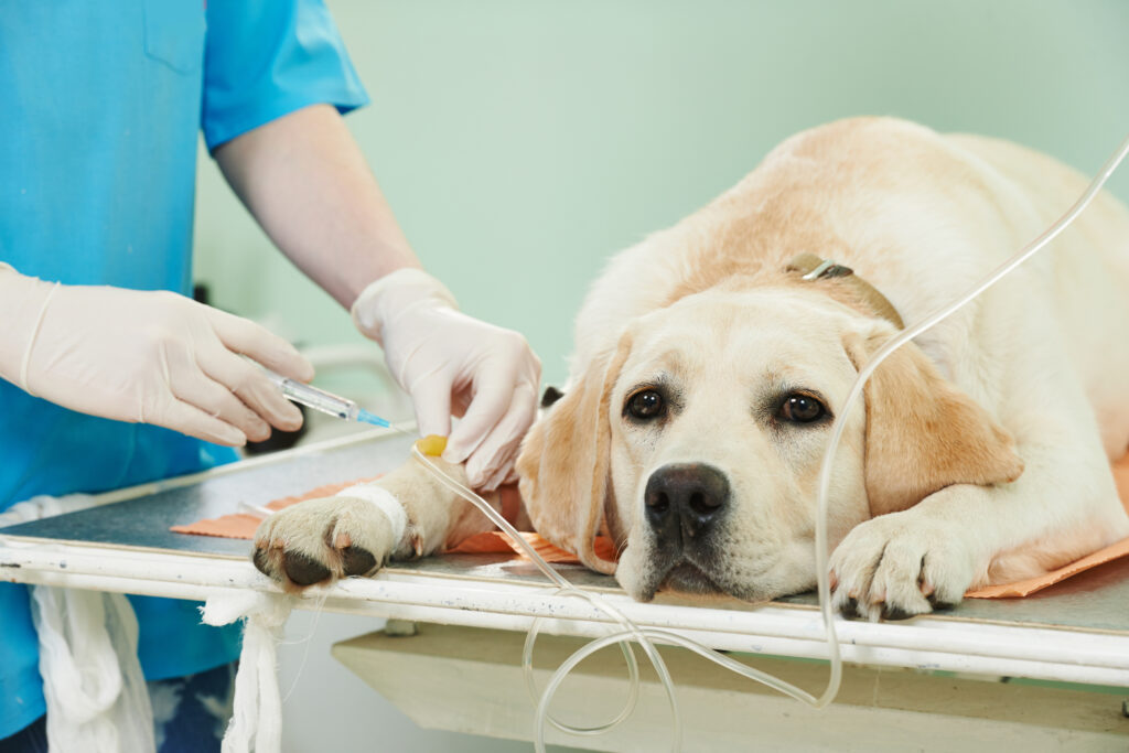 dog-at-vet