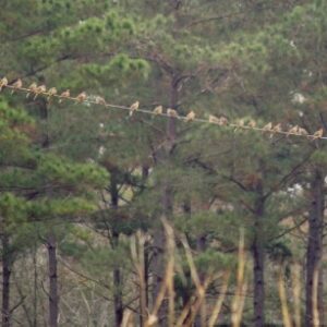 Creating a Reliable Dove Field