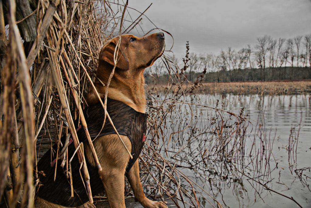 duck hunting labs