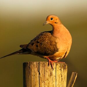 Species Profile: Mourning Dove