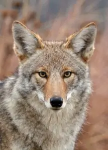 species-profile-coyote