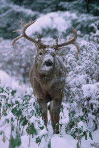 whitetail-in-snow