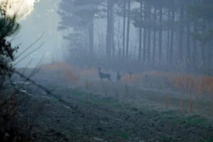 deer-in-controlled-burn