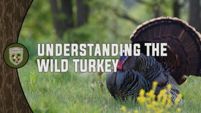 Understanding The Wild Turkey