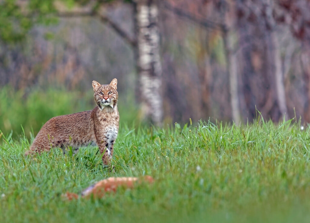 bobcat-fawn-predator