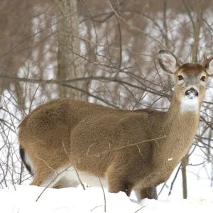 How to Find Deer Antler Sheds