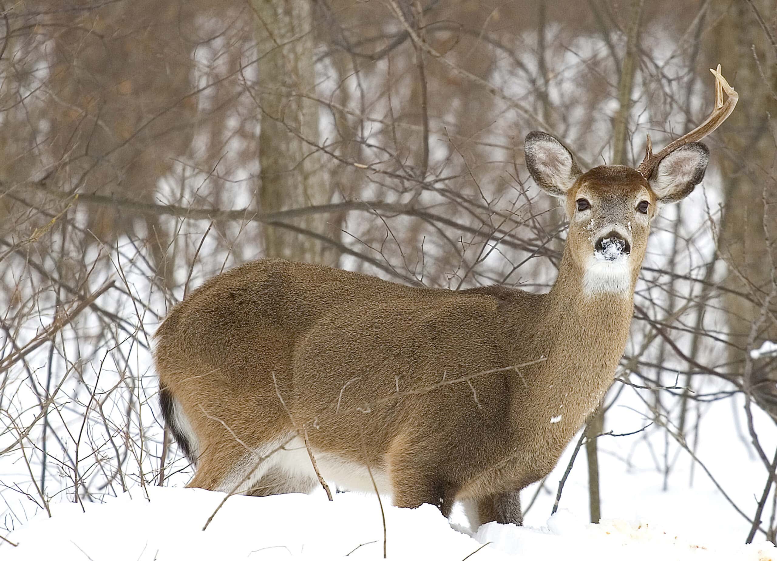 How to identify deer antlers - Discover Wildlife