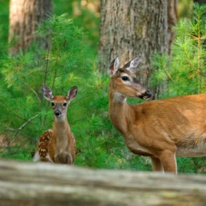 deer-in-woods