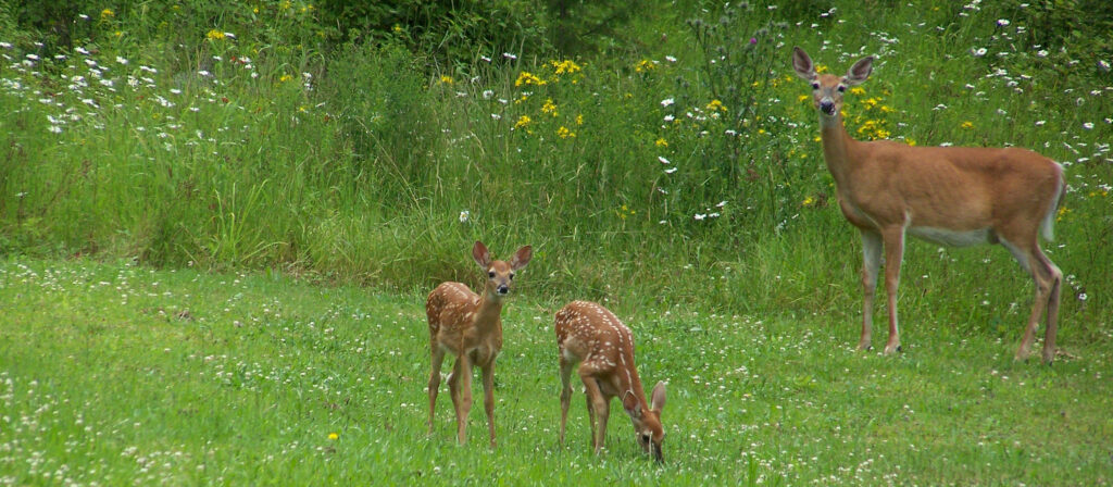 fawn-and-doe