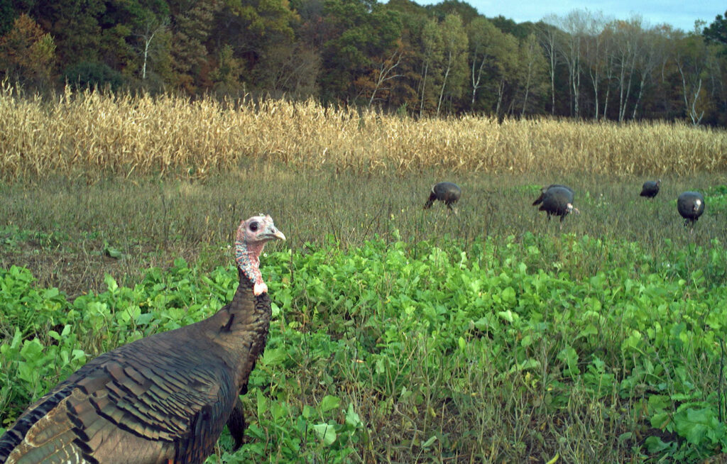 wild-turkeys-in-a-food-plot