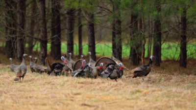 Wild-Turkeys-winter-to-spring-transition