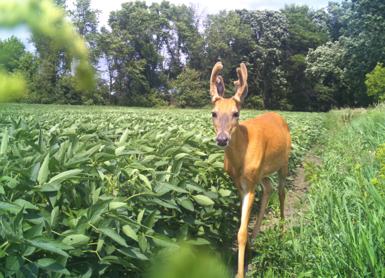 Planting Soybeans for Deer Mossy Oak Gamekeeper