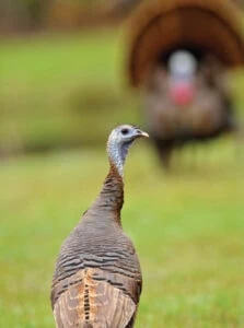 turkey sound plain cluck