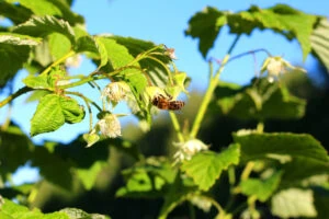 bees on raspberrries