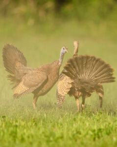 turkey-hens-fighting