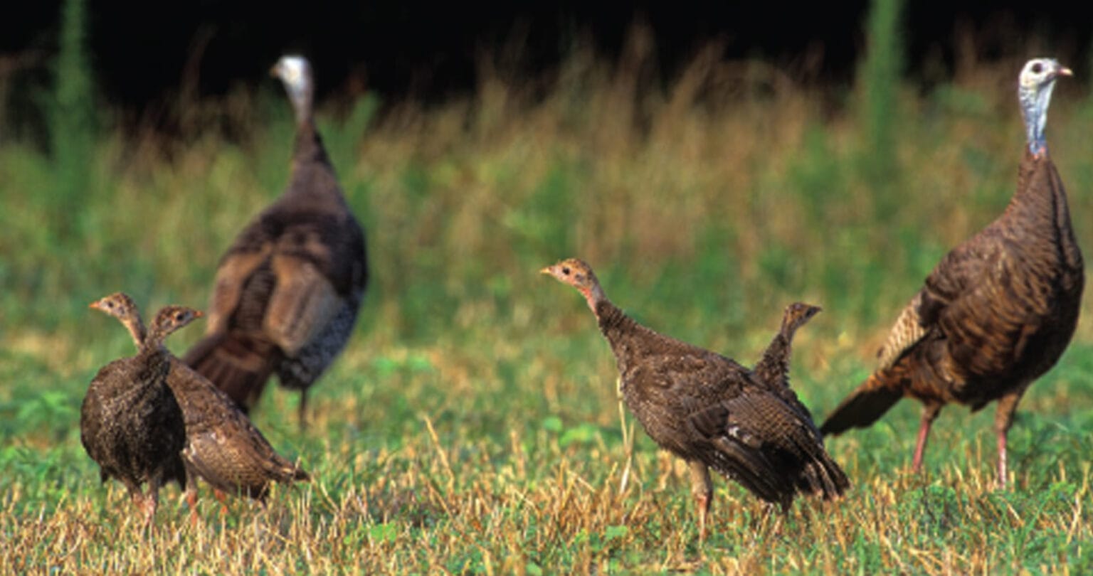 Turkey Sounds How & When To Use Them Mossy Oak Gamekeeper