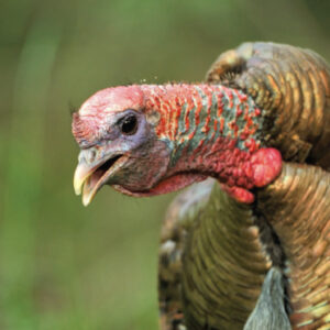 Turkey Sounds: How & When To Use Them