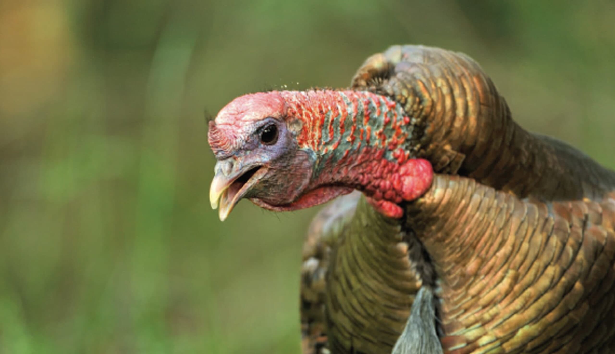 wild turkeys gobbling