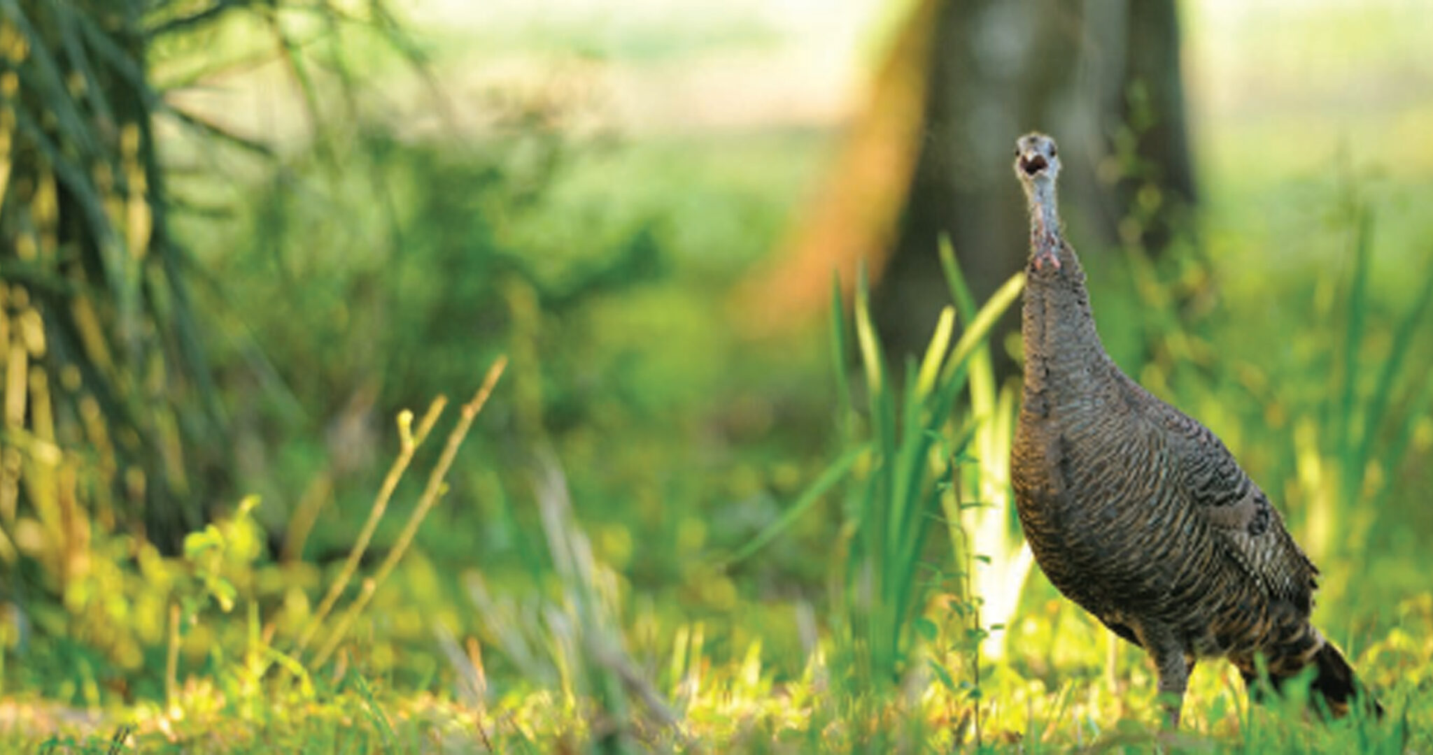 Turkey Sounds How & When To Use Them Mossy Oak Gamekeeper