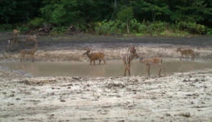 whitetails drinking at a water source
