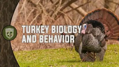 Turkey Biology and Behavior
