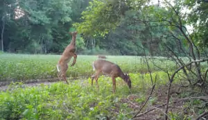 deer-eating-native-browse