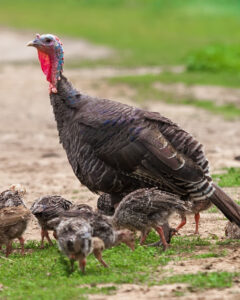 turkey-with-chicks
