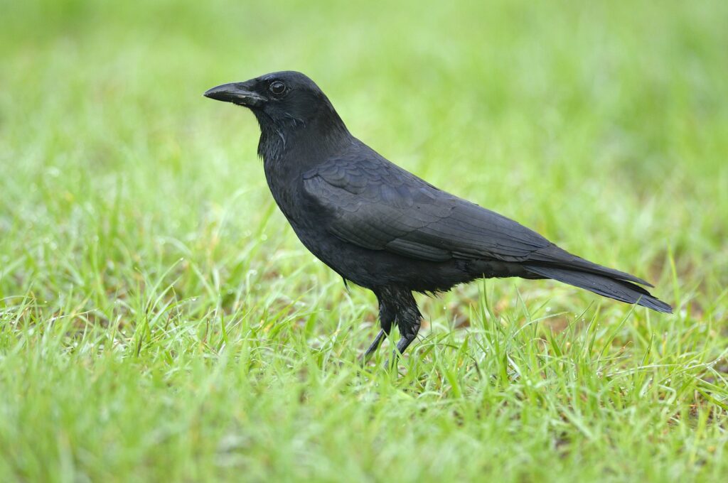 native american crow symbol