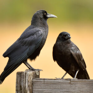 Species Profile: American Crow