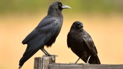 american-crows-on-a-fence