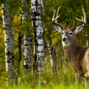 12 Task to Hold Mature Bucks on Your Property