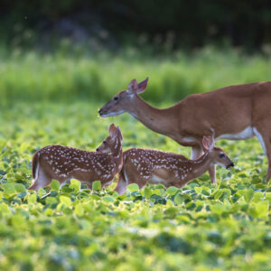 11 Ways to Fight Summer Nutrition Challenges for Whitetails