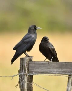 two crows