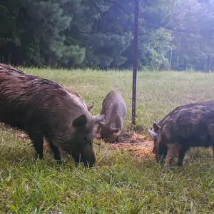 Controlling Feral Hogs: Ethical Considerations