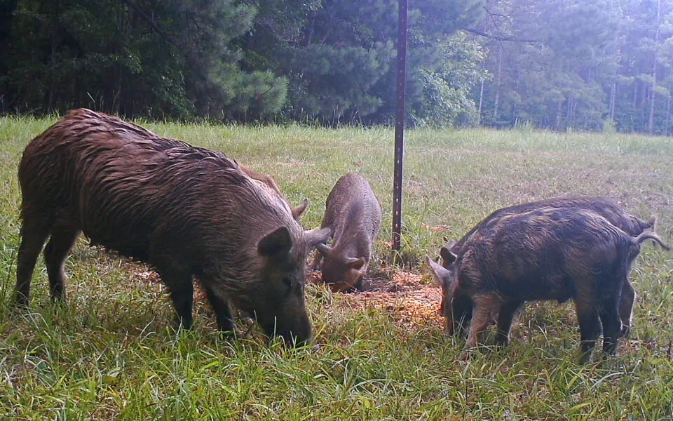 controlling feral hogs
