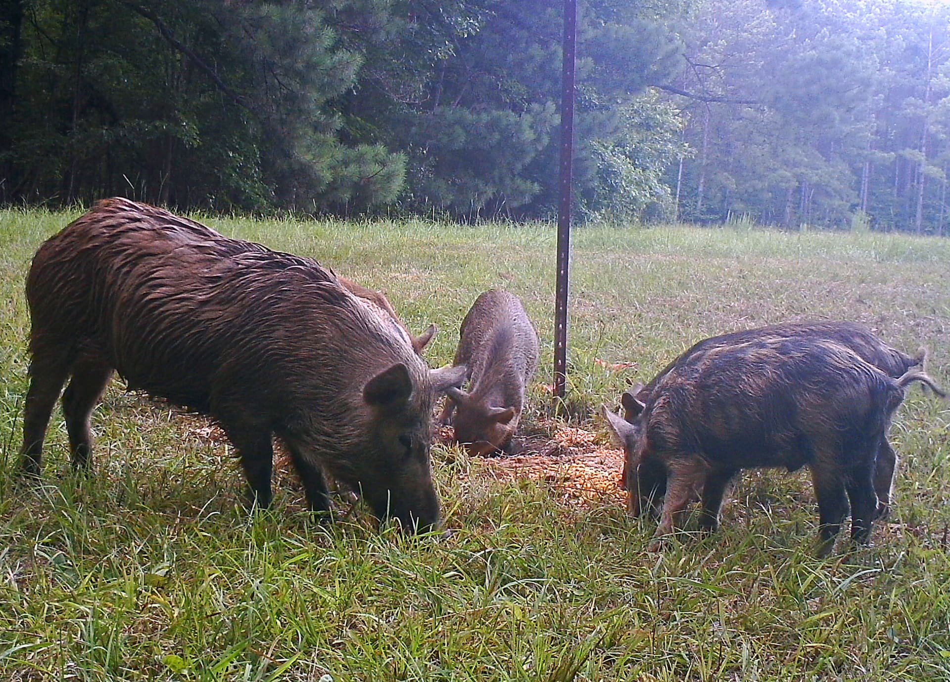 Can Anything Stop the Feral Hog Invasion?