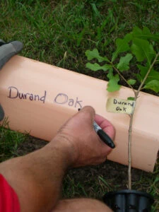 durand-oak-tree