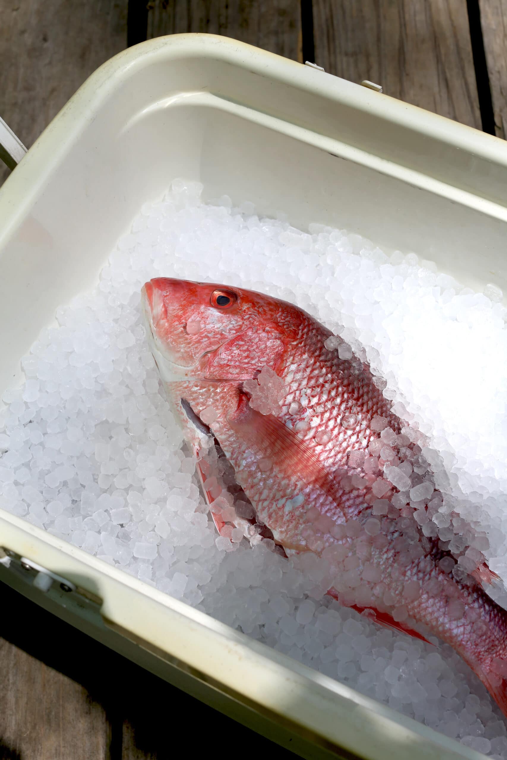 How To Keep Fish Fresh Mossy Oak Gamekeeper