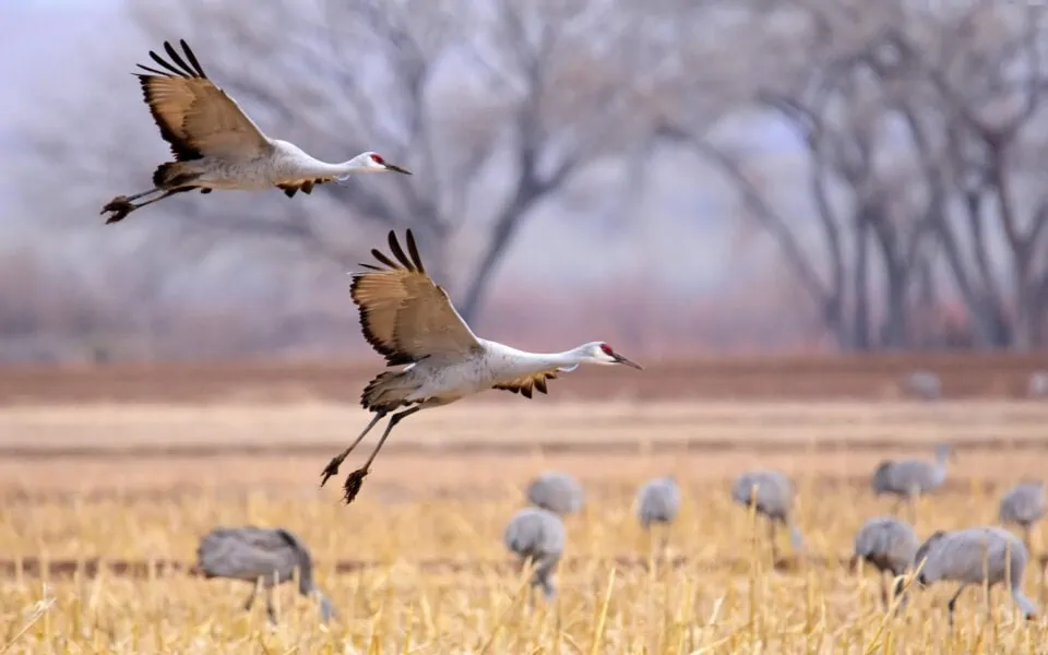 sandhill-cranes-flying