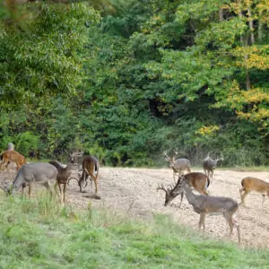 Managing Deer Herd Density