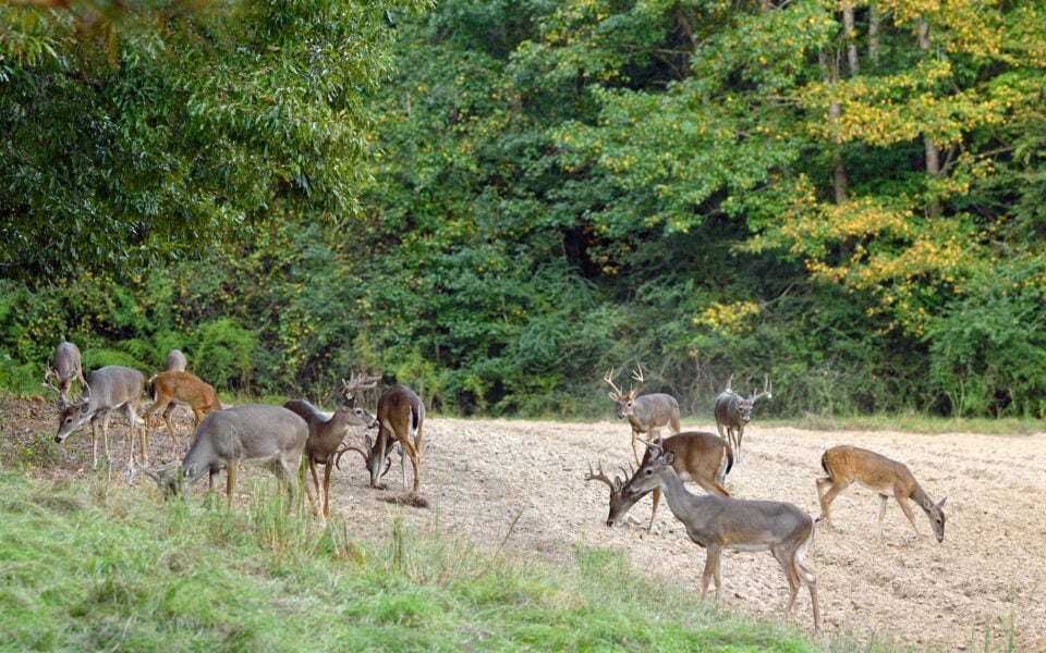 Deer-Heard-Density