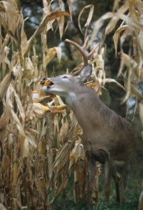 deer-in-corn