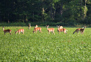 deer-in-field
