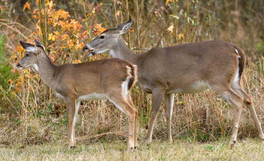 two-deer