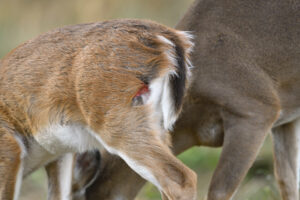 young-deer-with-healing-wound