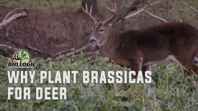 Why Plant Brassicas for Deer